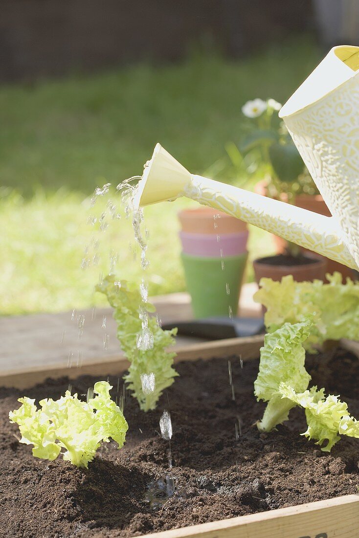 Watering young lettuce plants