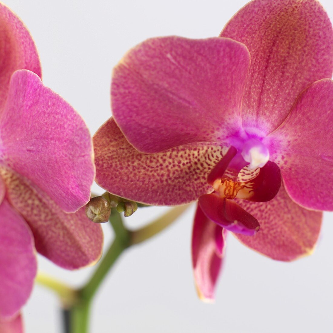 Pink orchid (close-up)