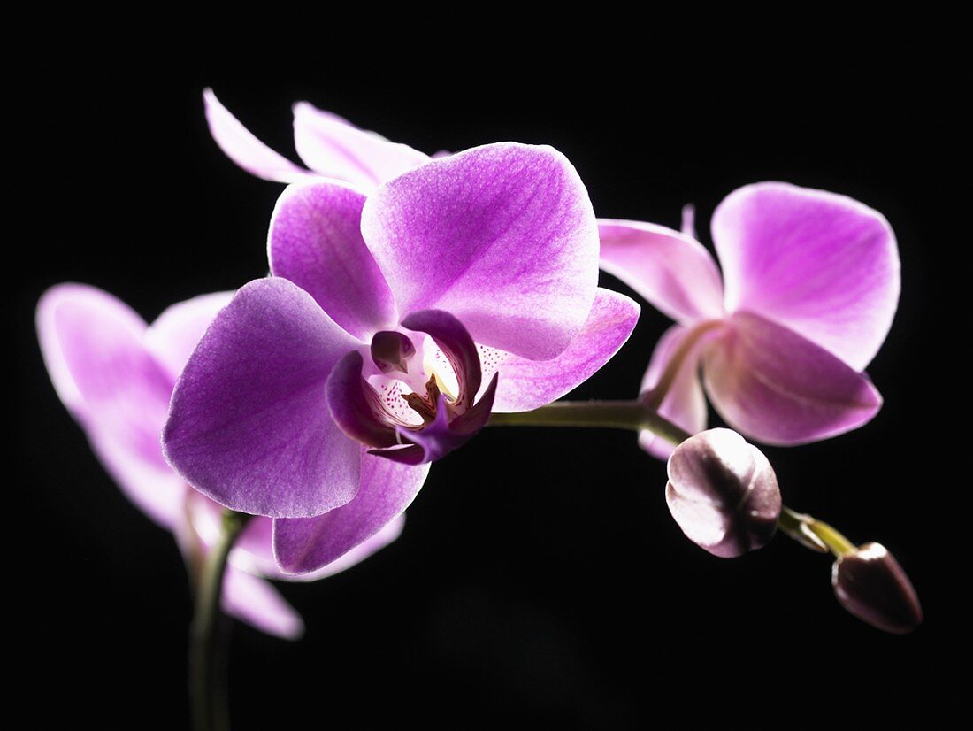 Orchids against a black background