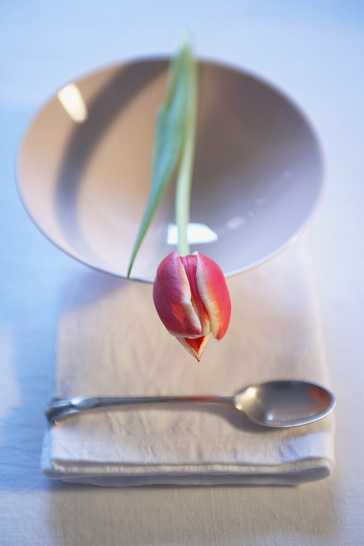 Tischdeko mit einer Tulpe