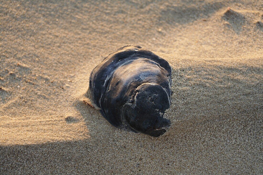 Eine Muschel im Sand
