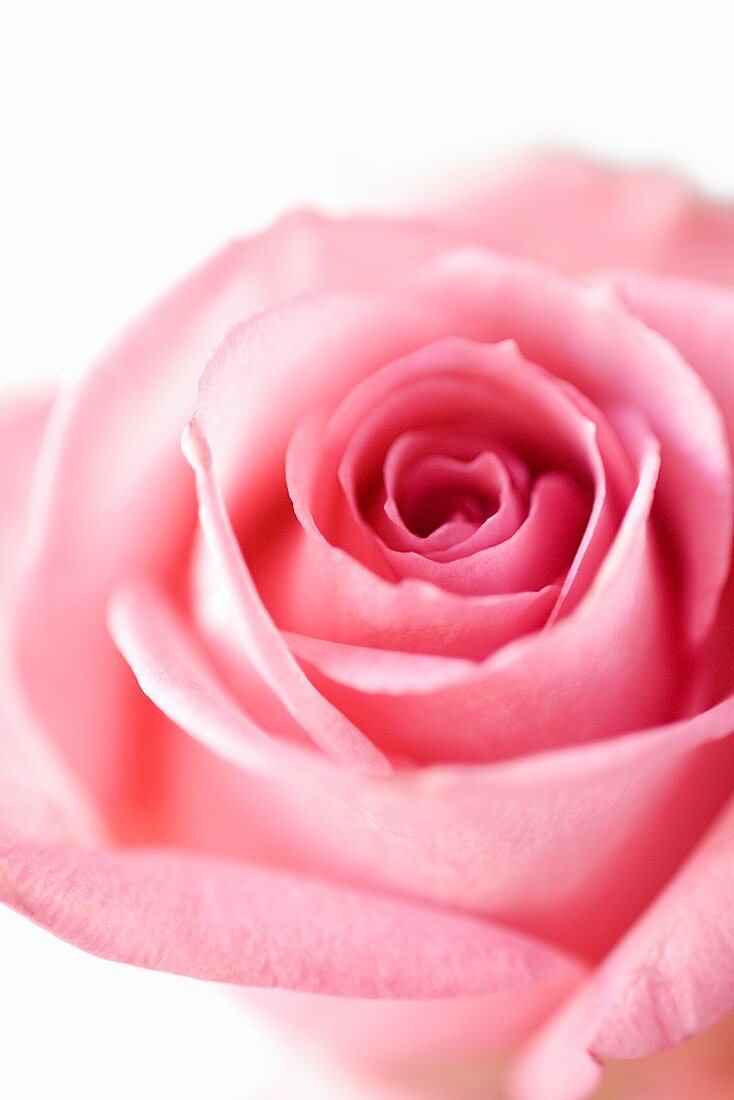 A pink rose