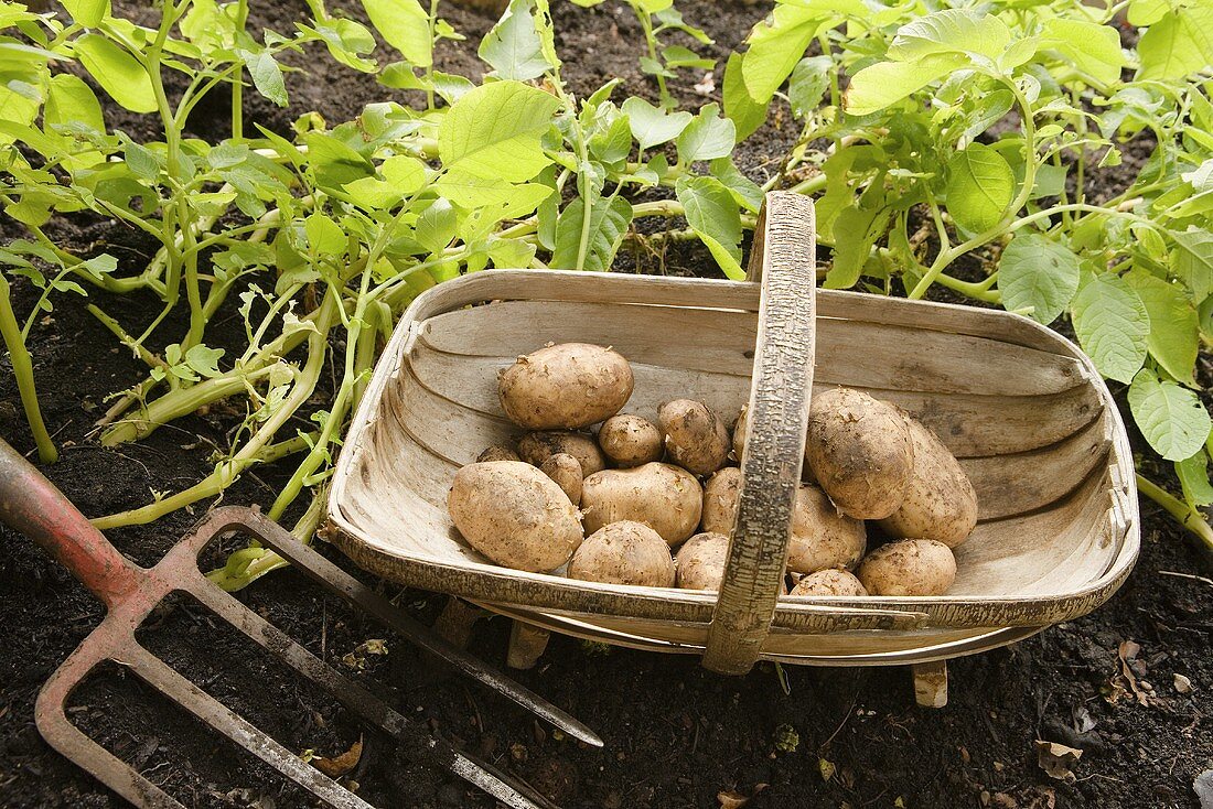 A basket of freshly harvested potatoes