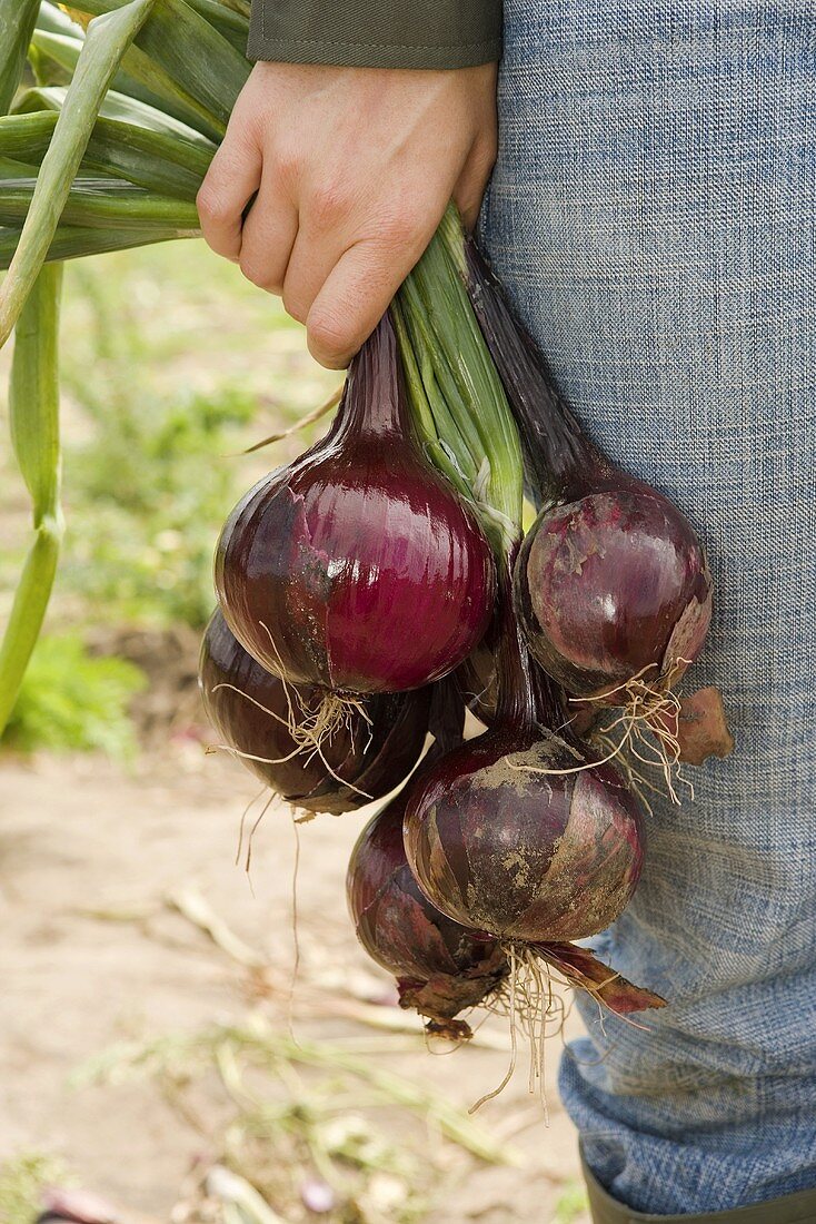 Woman holding fresh red onions