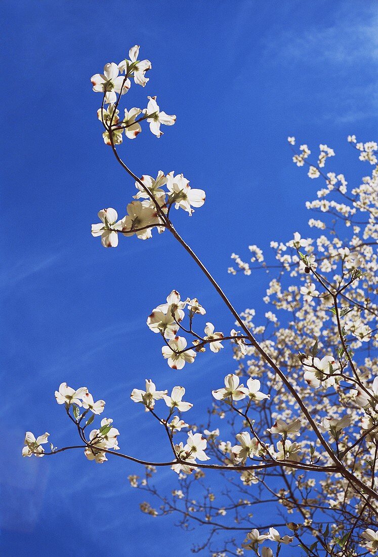 Weiß blühender Baum