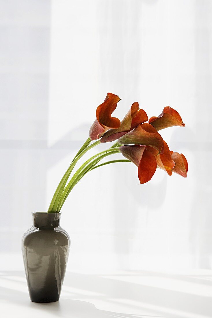 Red cala lilies in a vase