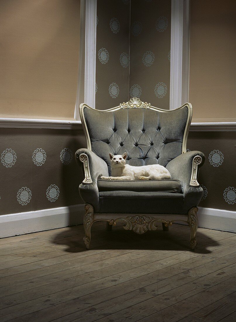 weiße Katze auf einem barocken Sessel sitzend