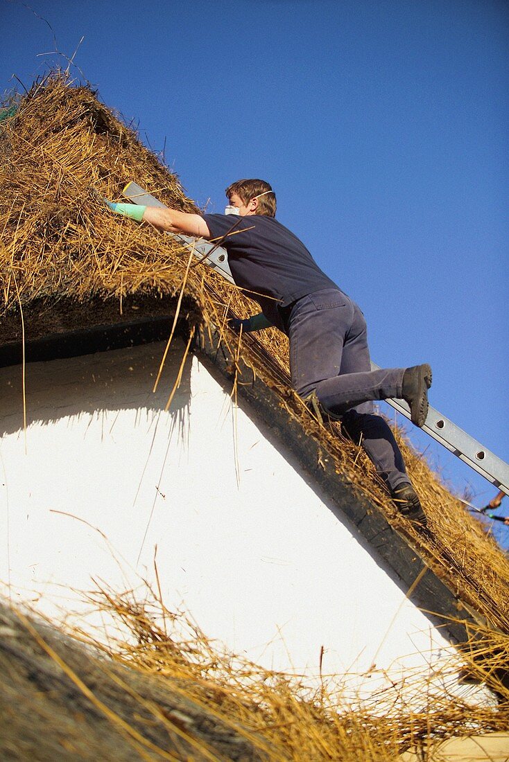 A thatched roof being repaired