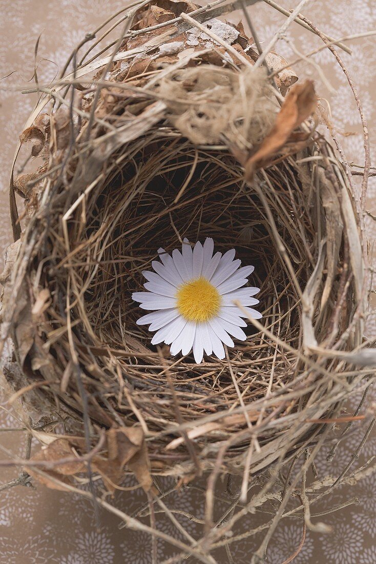 Marguerite in an Easter nest (overhead view)