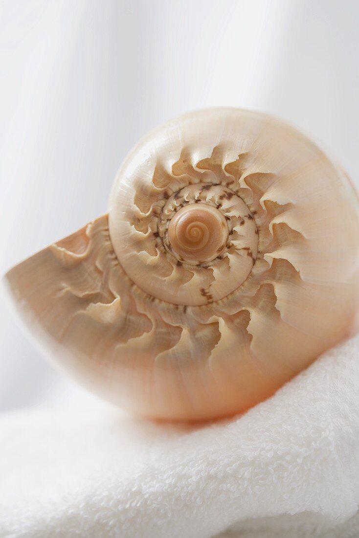 An empty snail shell on a bath towel