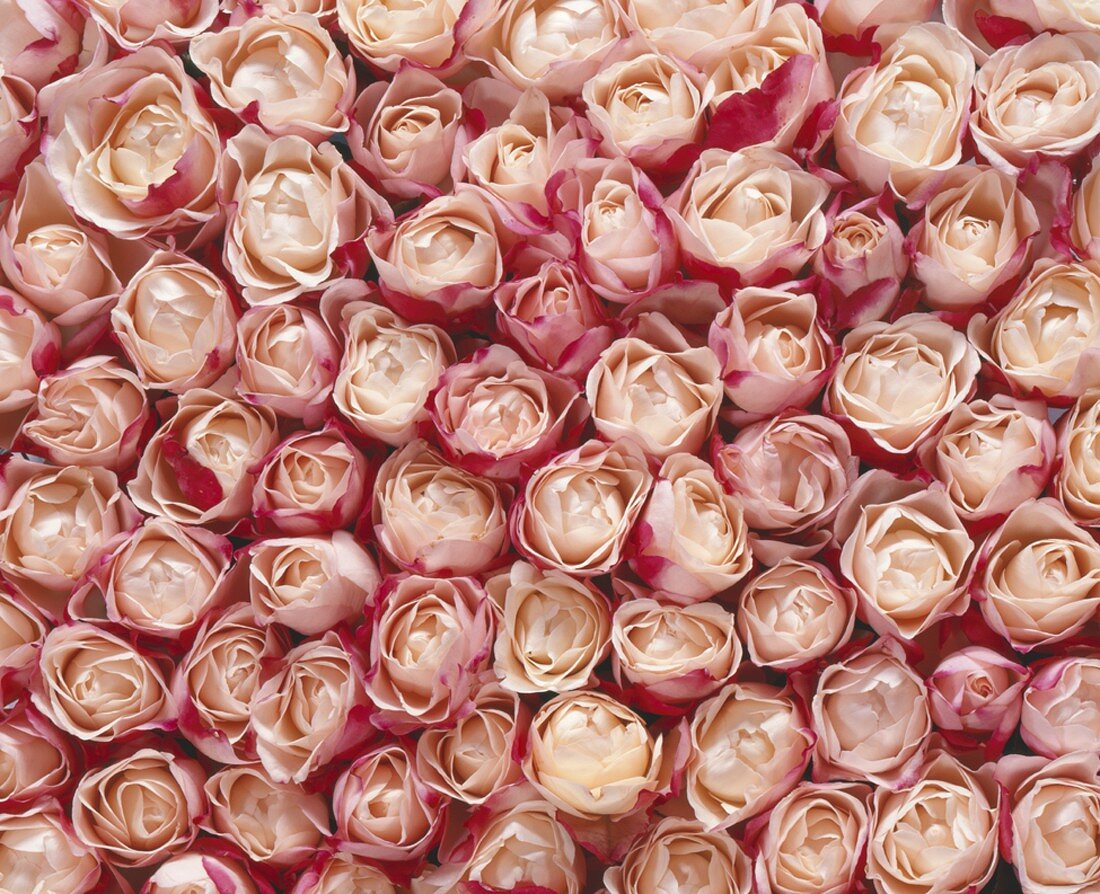 Roses (full-frame)