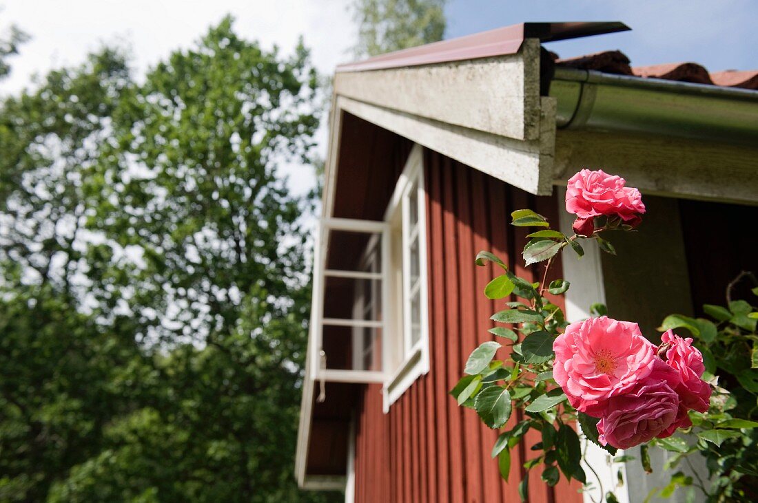 Rosen vor Holzhaus in Skandinavien