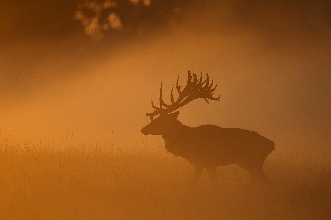 Hirsch auf Waldlichtung im Nebel