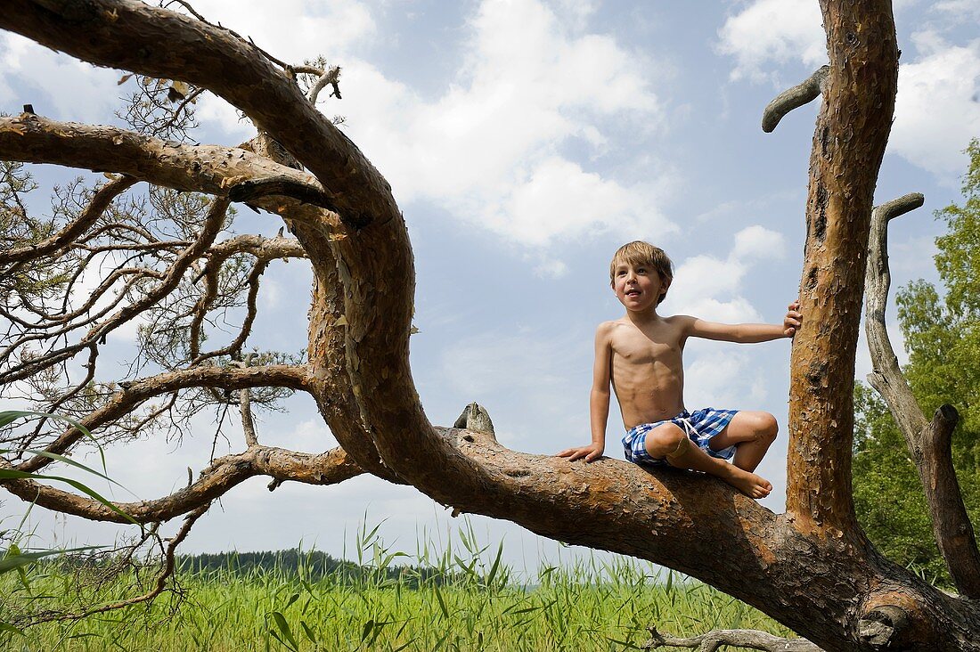 Junge sitzt auf einem Baum