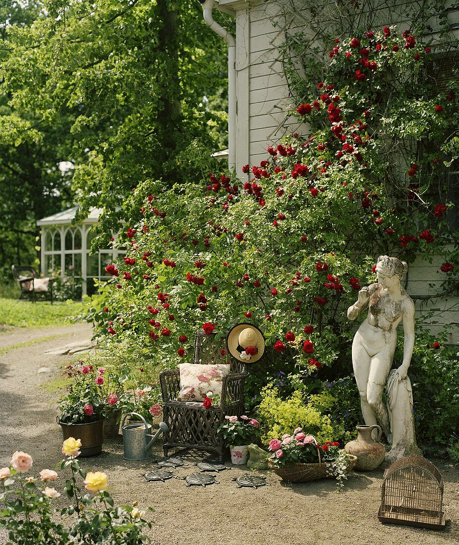 Rosebushes with the wall of a house and Greek statue