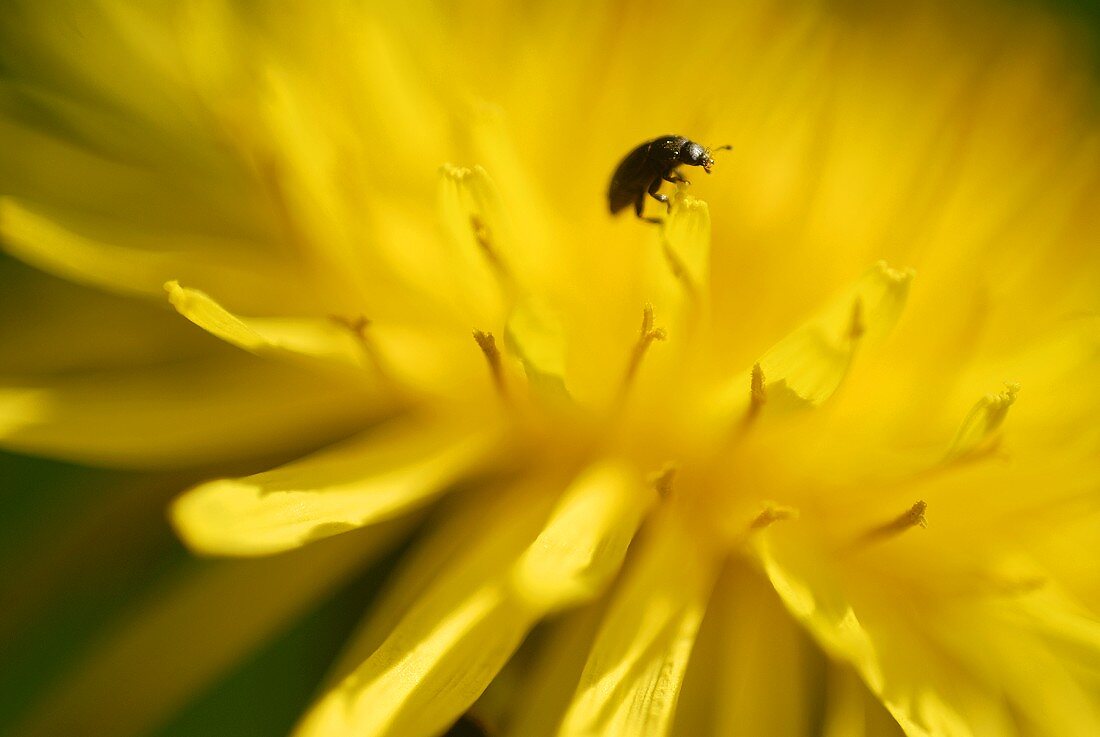 Dandelion flower with a beetle (close up)