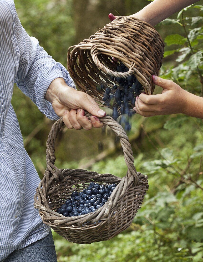 Hands shaking blueberries in a basket