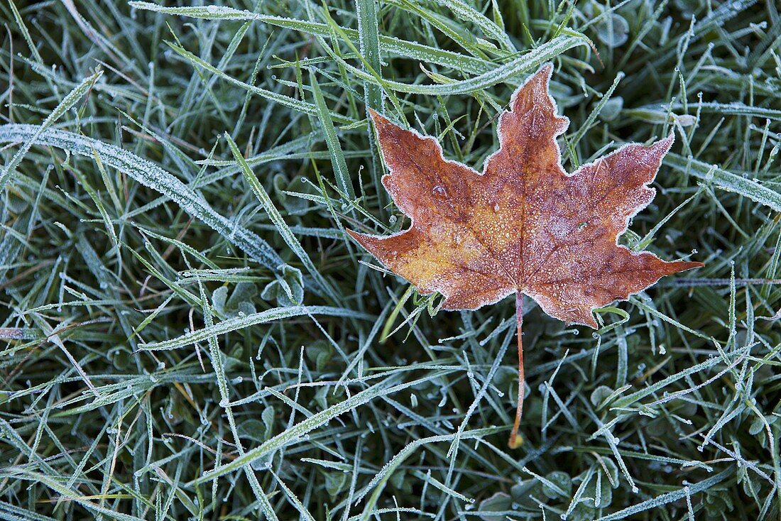 Autumn leaf in frosty grass
