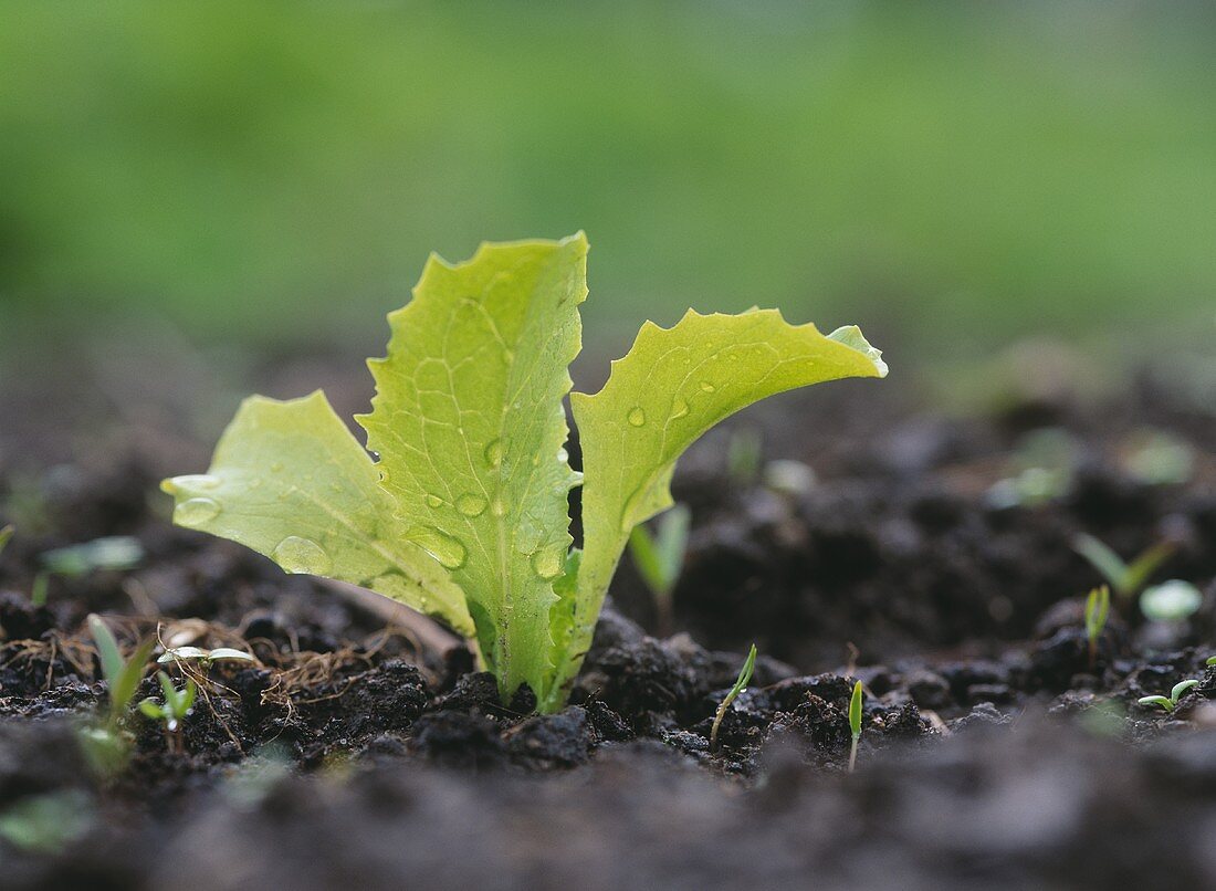 A young vegetable plant in the ground (close-up)