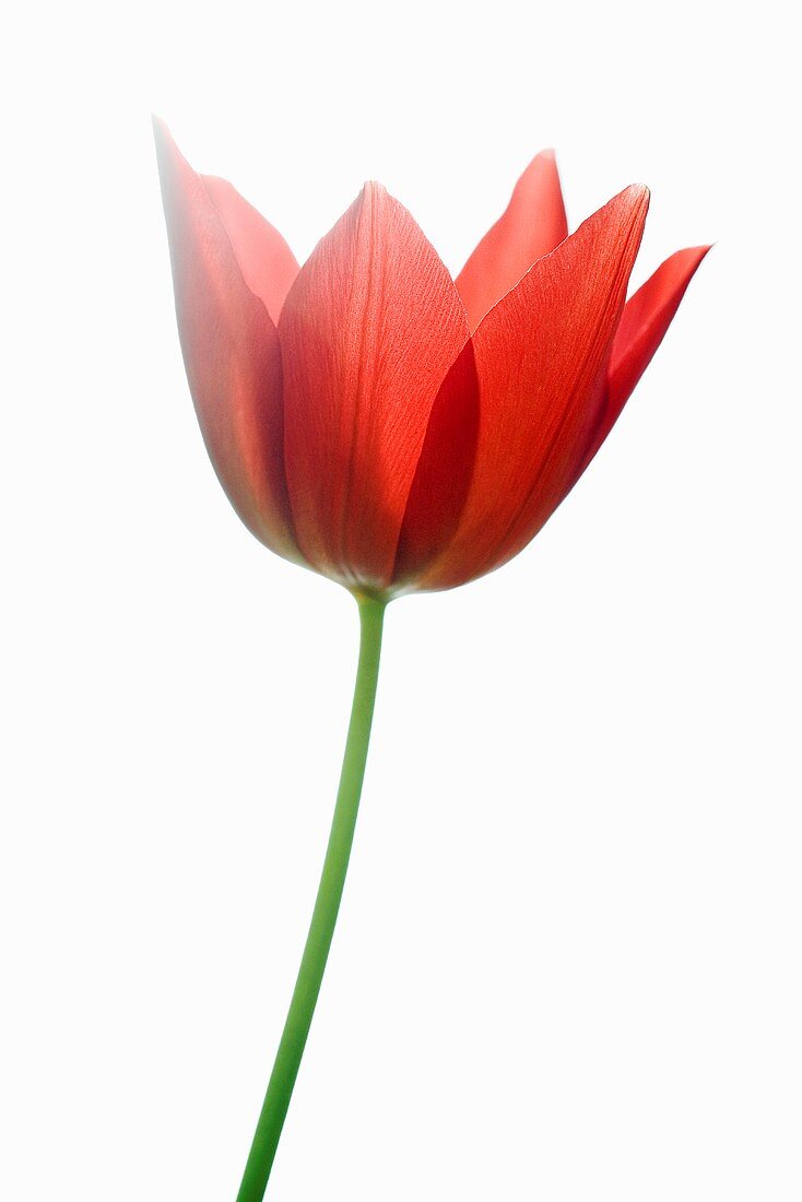 A red tulip with stem