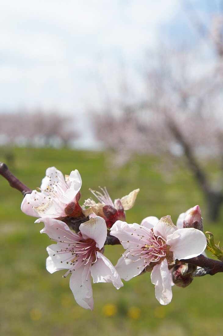 Pfirsichblüten am Zweig (Nahaufnahme)
