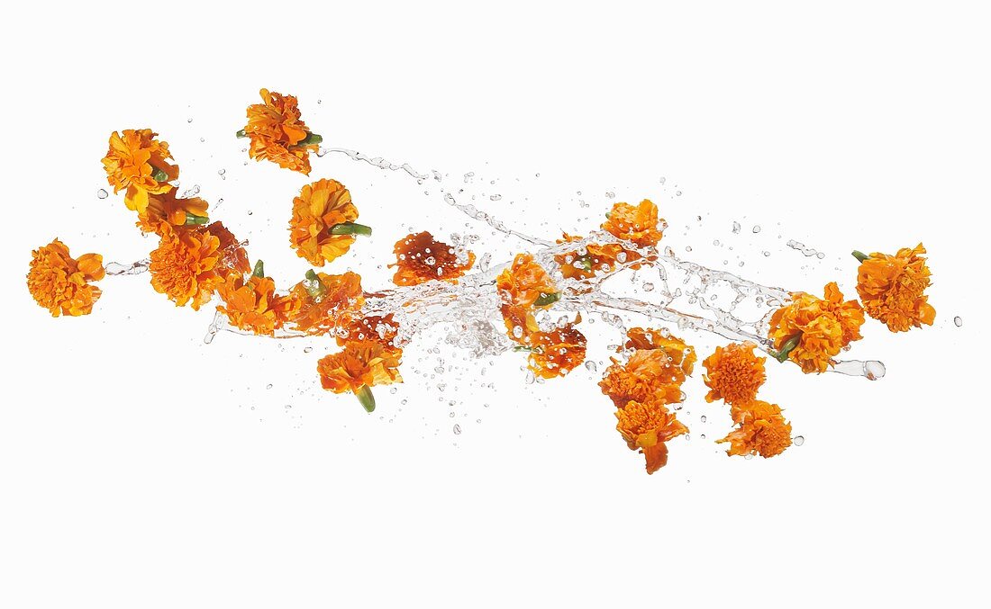 Marigolds making a splash