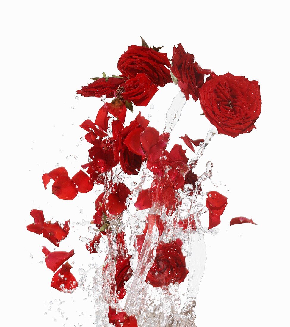 Rote Rosenblüten mit Wassersplash