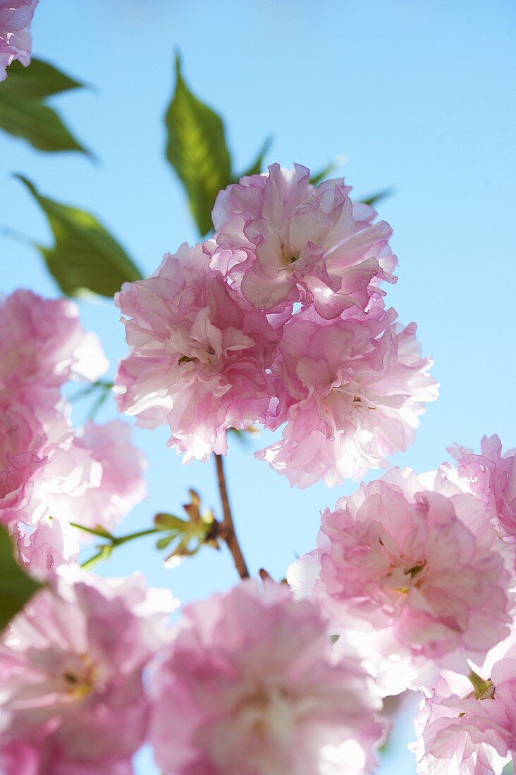 Kwanzan Flowering Cherry Tree; Close Up; Blue Sky
