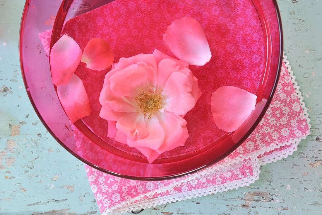 Rosa Rosenblüte in pinkfarbener Schale