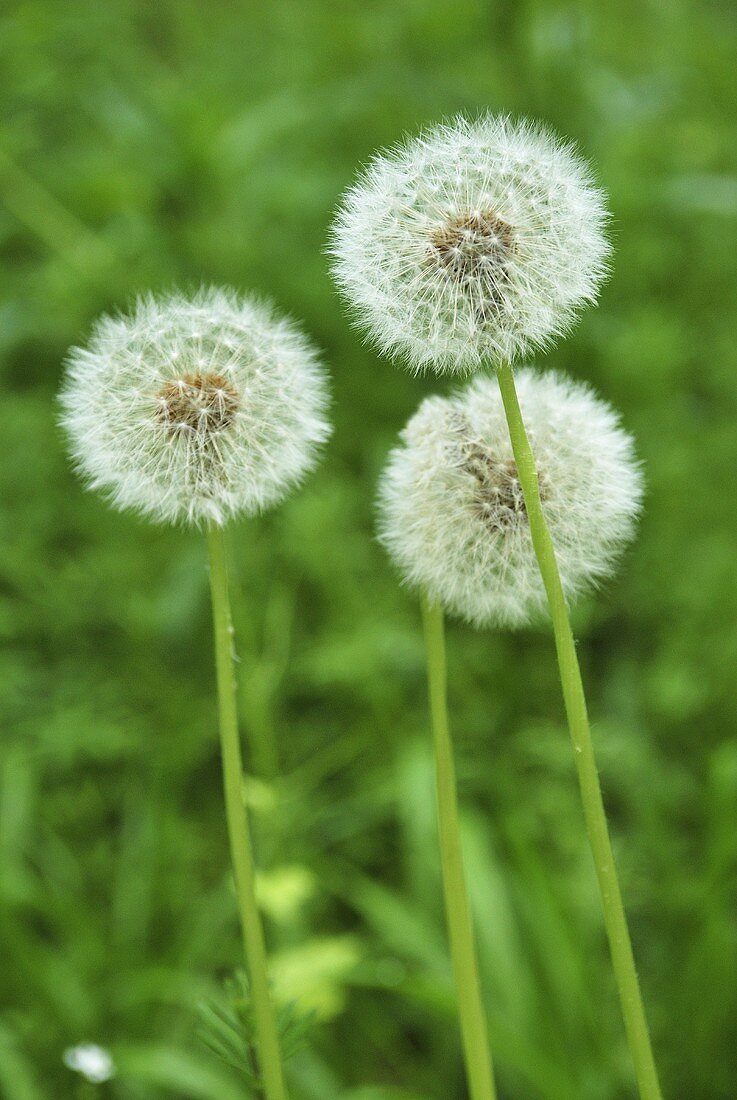 Pusteblumen auf der Wiese