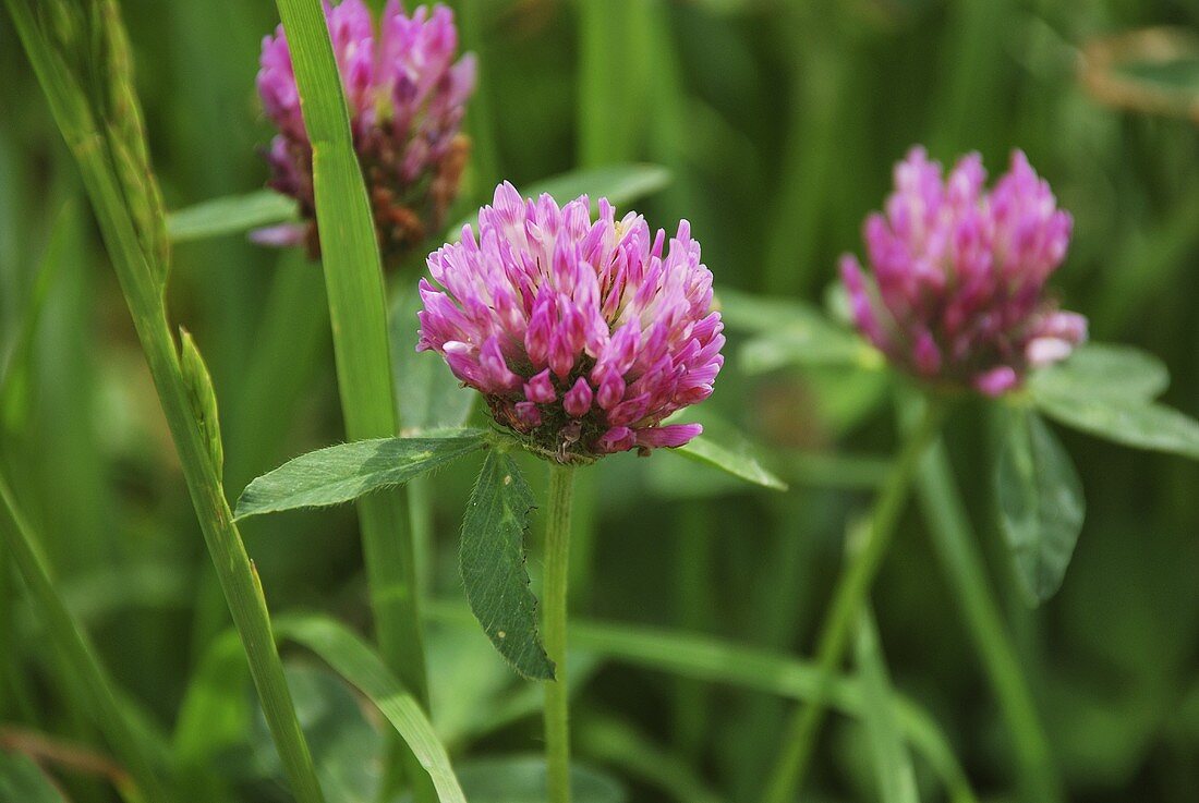Red clover in a field