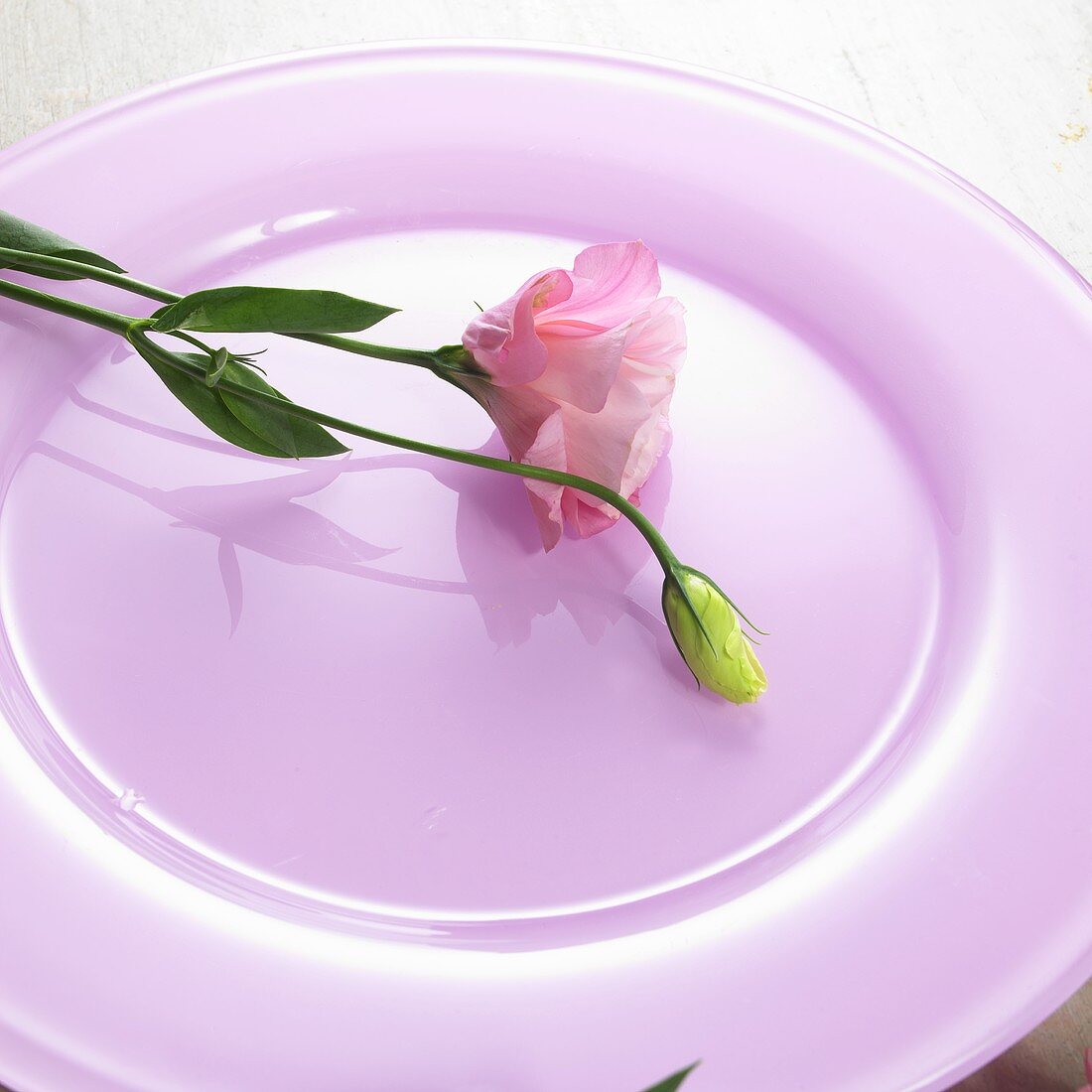 Blume auf pinkfarbenem Teller