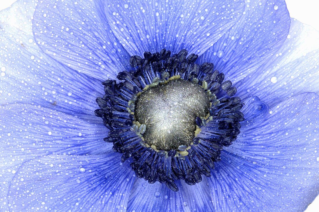 Blaue Anemone (Close Up)