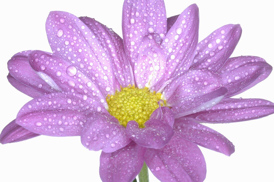 Purple flower with drops of water