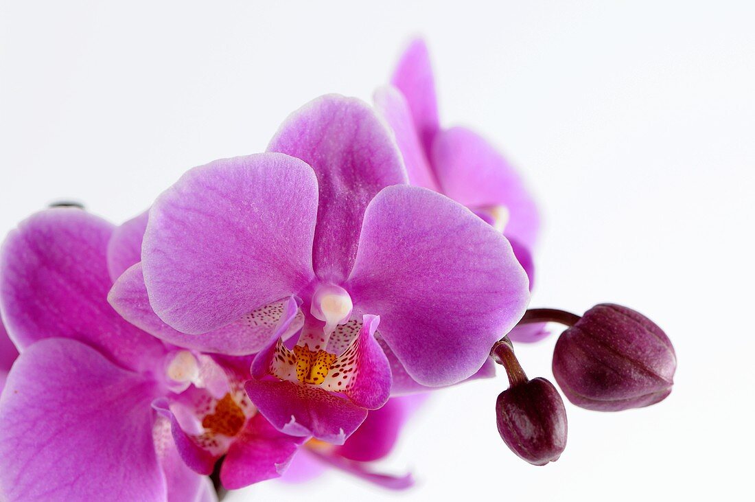 Violette Orchidee vor weißem Hintergrund