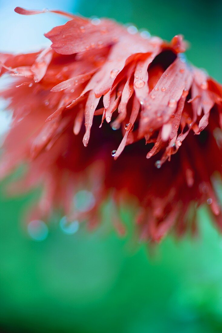 Red oriental poppy with dewdrops (Papaver orientale)