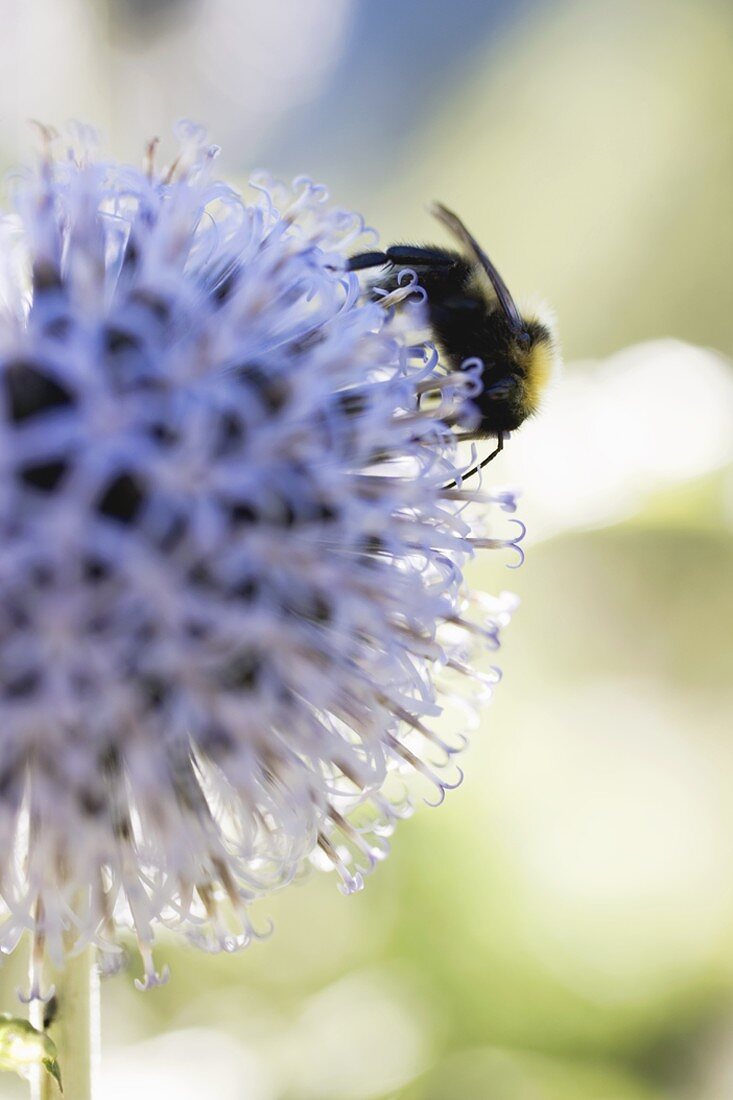 Kugeldistel mit Biene (Close Up)
