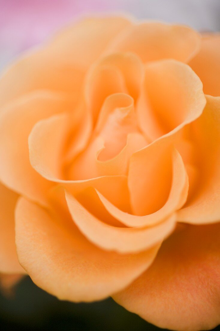 Orangefarbene Rose (Close Up)