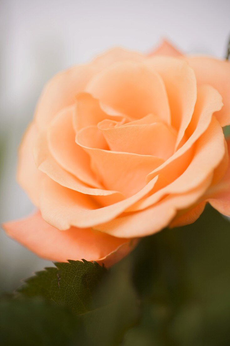 Orange rose