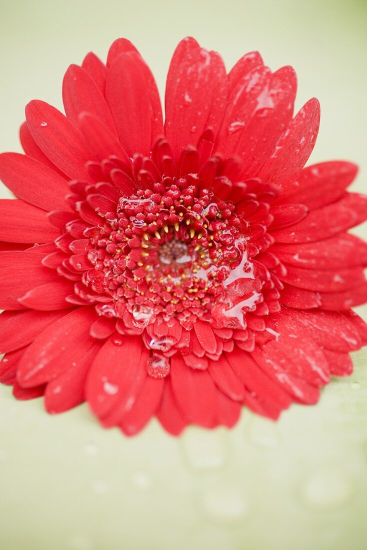 Red gerbera with drops of water