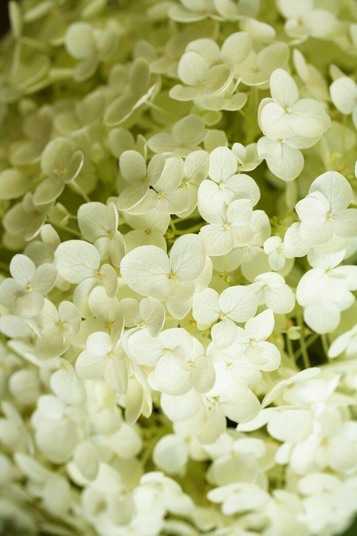 White hydrangeas (close-up)