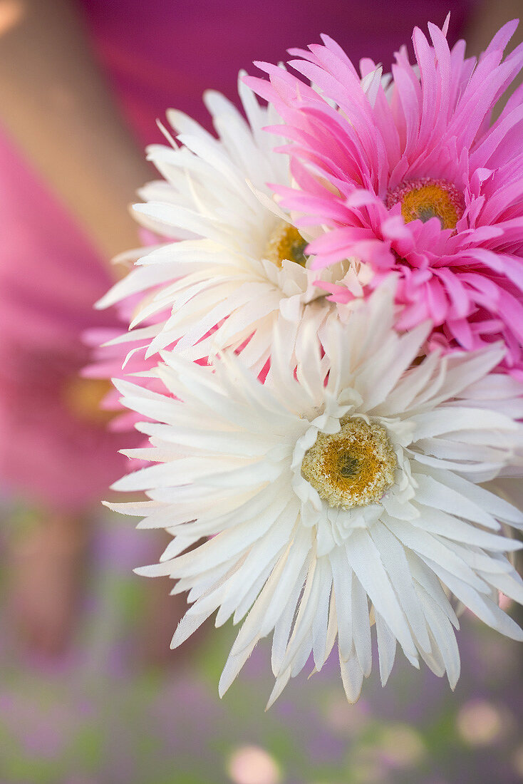 Bunch of white and pink asters