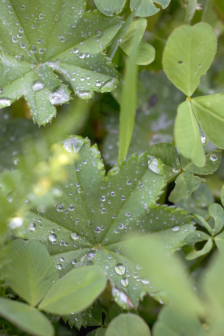 Lady's mantle leaves with drops of water in vegetable bed