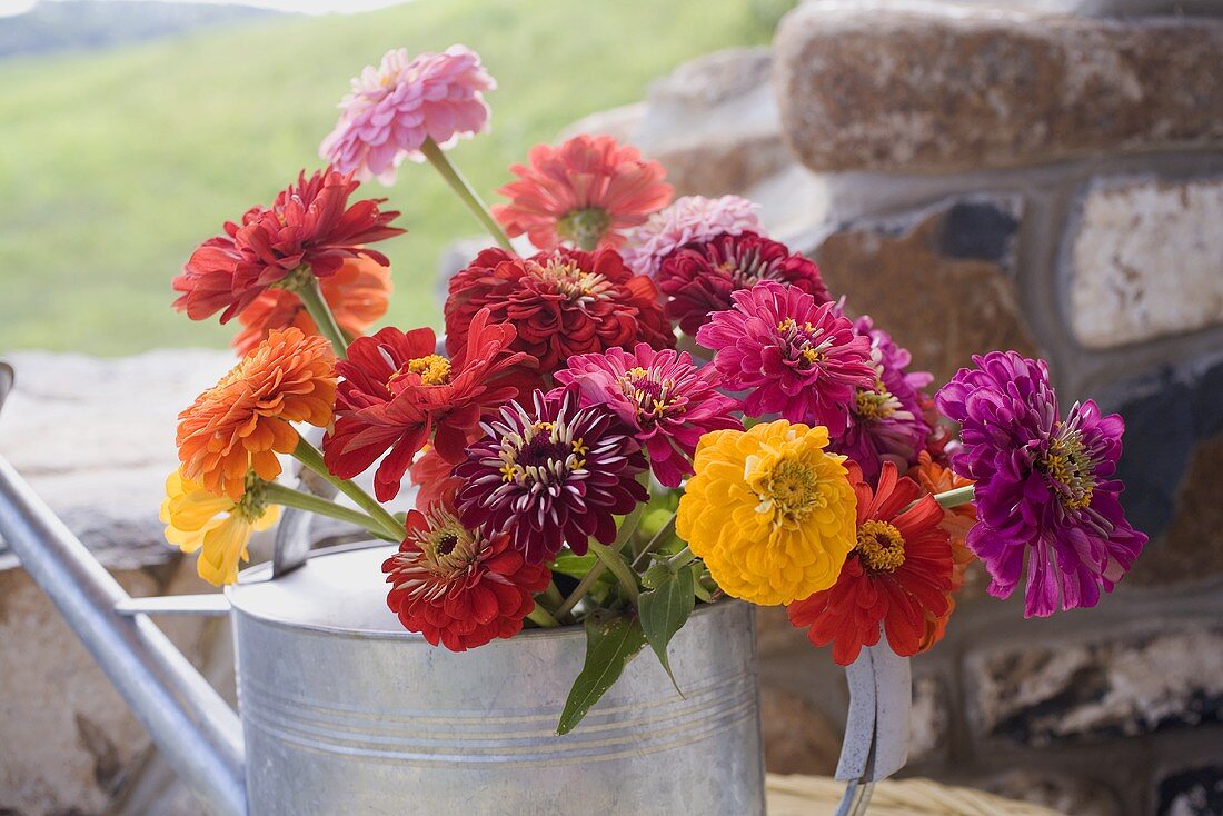 Summer flowers in watering can
