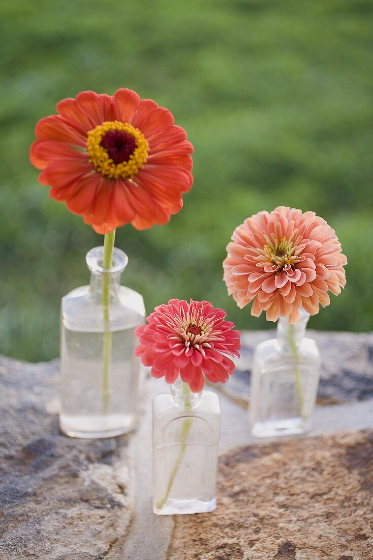 Drei Sommerblumen in Glasflaschen auf Steinmauer