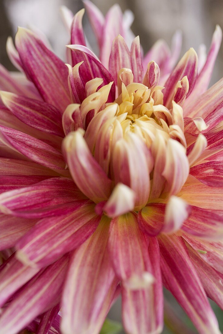 Pink chrysanthemum (detail)