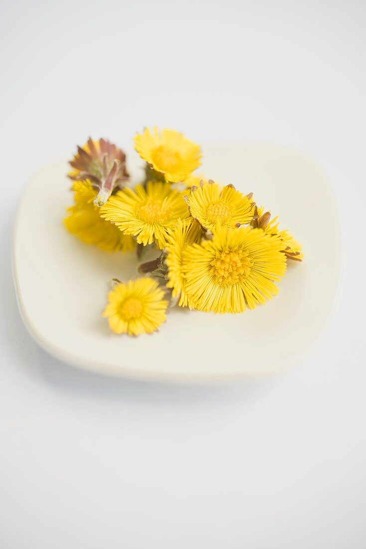 Coltsfoot flowers on a white plate