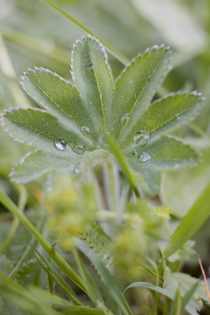 Lady's mantle with drops of water