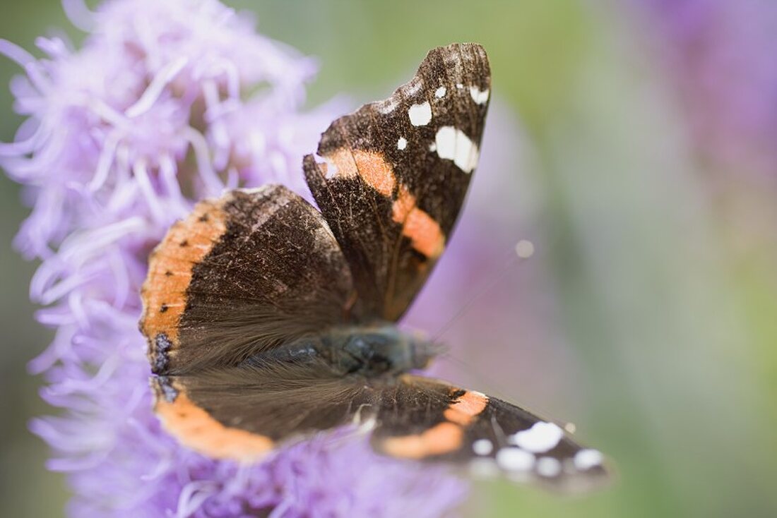 Schmetterling auf Blume