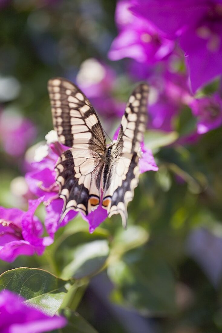 Schmetterling auf Blüten